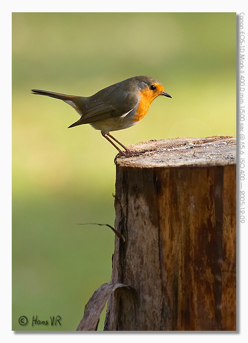 Erithacus rubecula