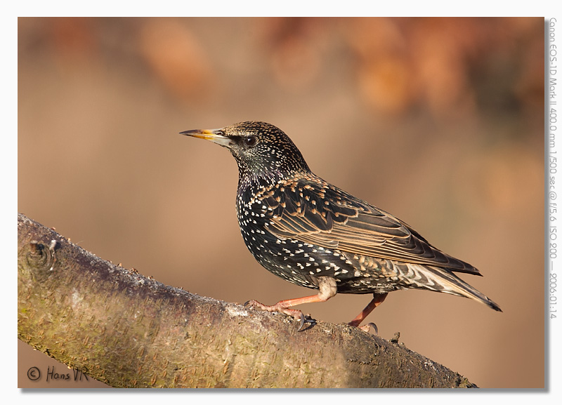 Sturnus vulgaris (male)