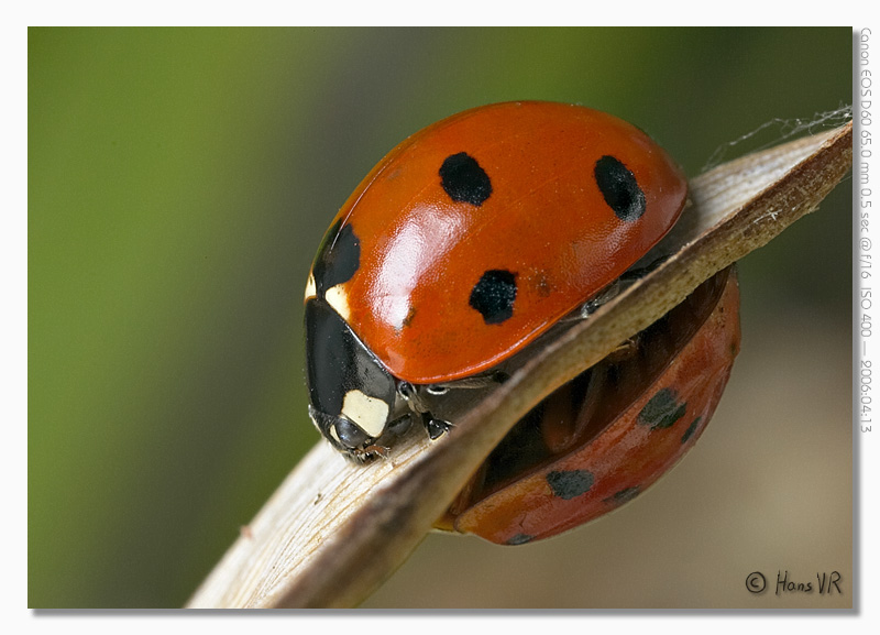 Coccinella 7-punctata & Harmonia axyridis