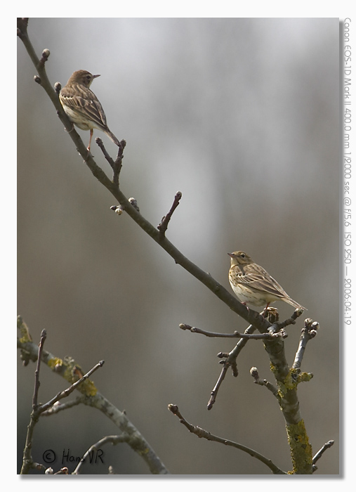 Anthus pratensis