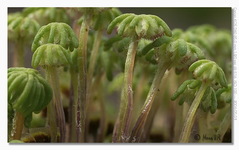 Marchantia polymorpha