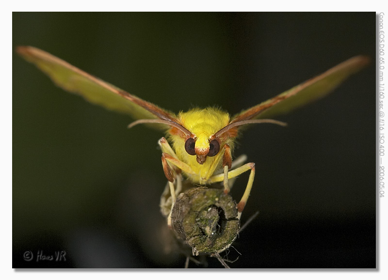 Opisthograptis luteolata