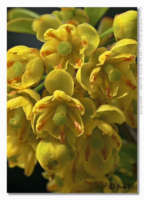 Berberis vulgaris