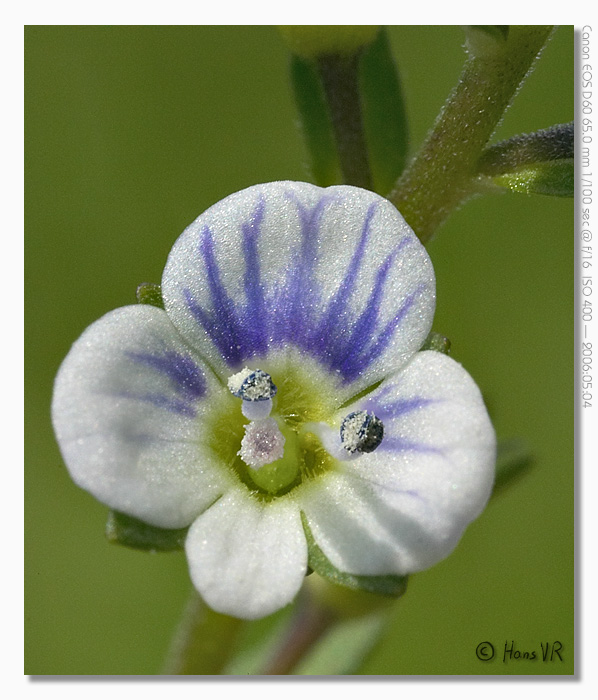 Veronica serpyllifolia