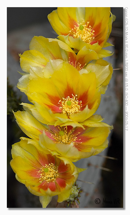 Opuntia