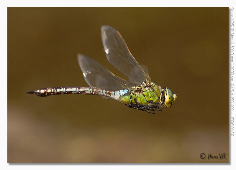 Anax imperator