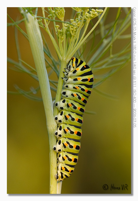 Papilio machaon