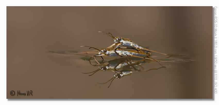 Gerris lacustris