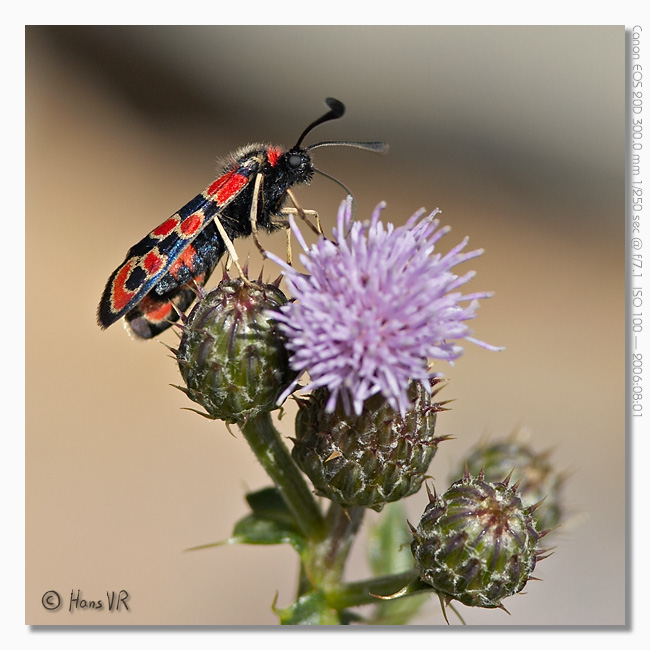 Zygaena fausta