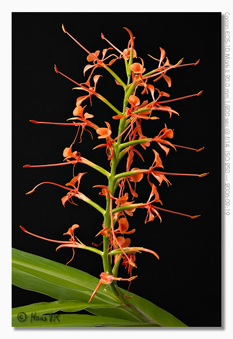 Hedychium coccineum