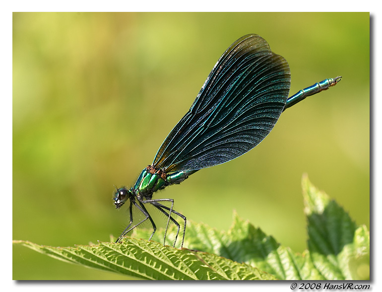 Calopteryx virgo (mas)