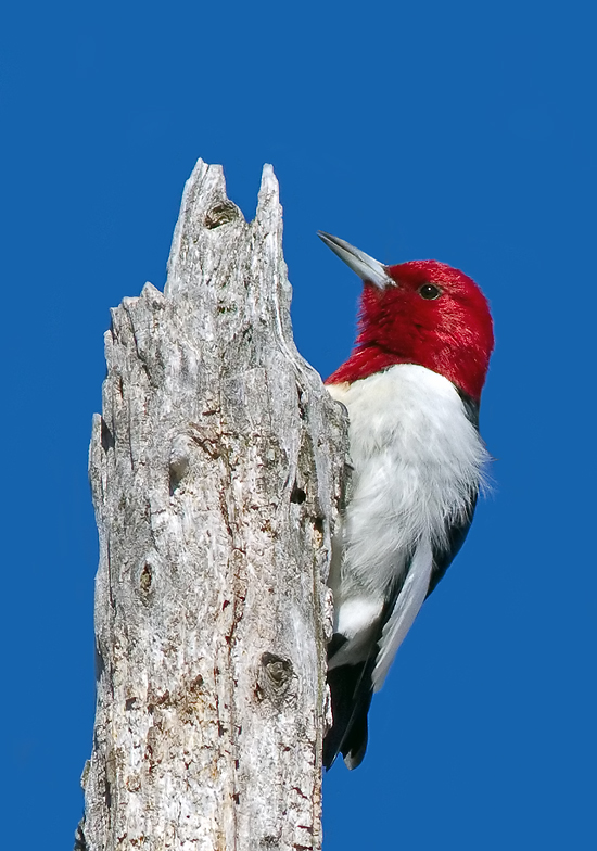 Red-headed Woodpecker