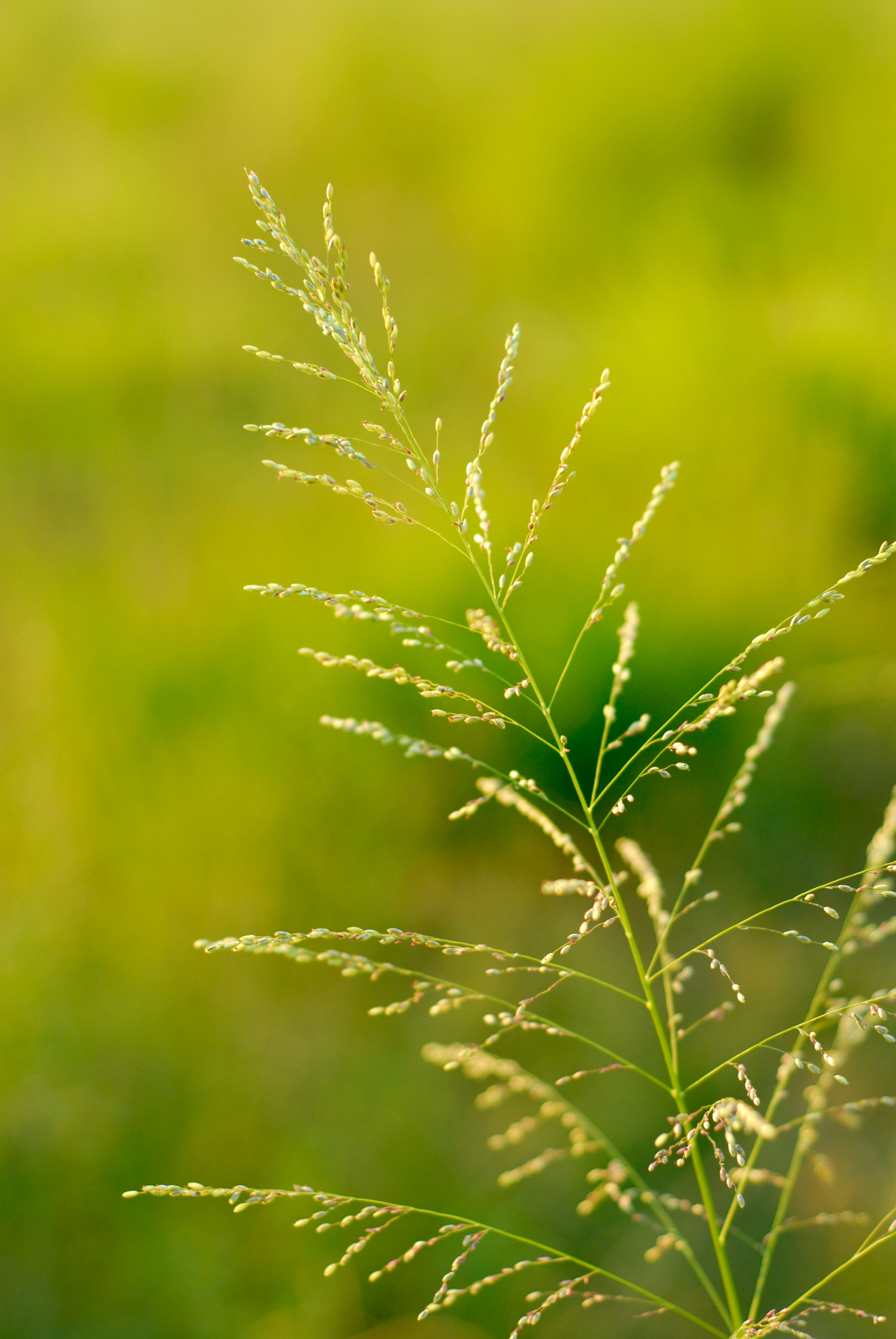 sunsetgrass.jpg
