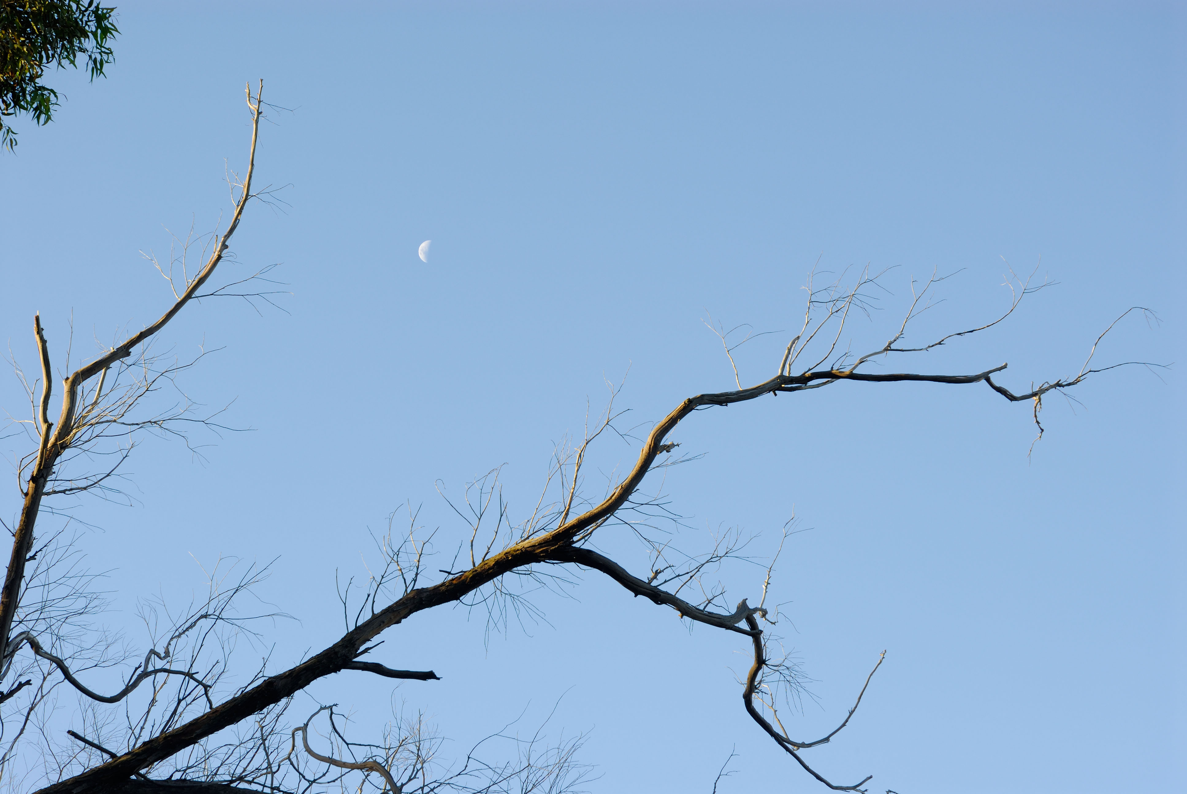 Img2006-01-06_010_srgb.jpg