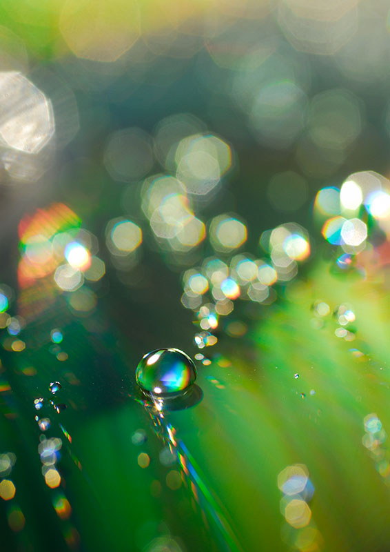 _D2A4422water_sRGB.jpg