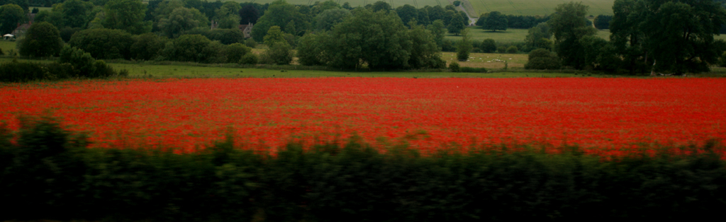 June 21 2009:<br>Passing Poppies