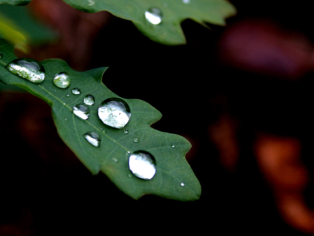 July  10 2006:  <br> The Young Oak