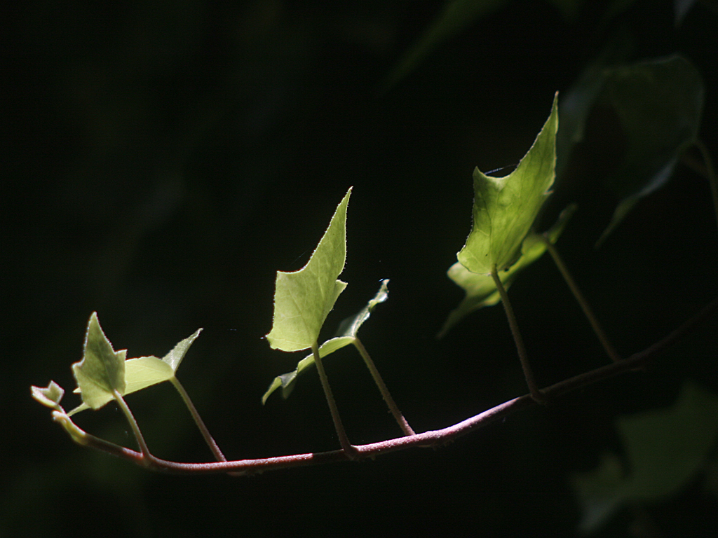 Ivy leaves