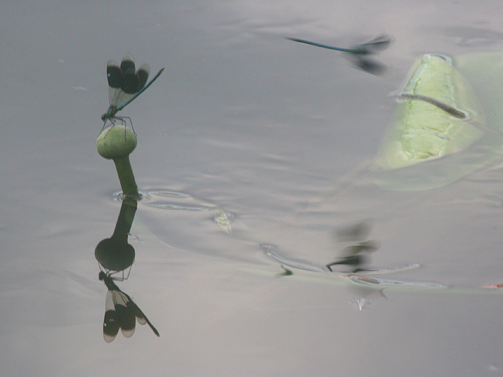 Banded Demoiselle