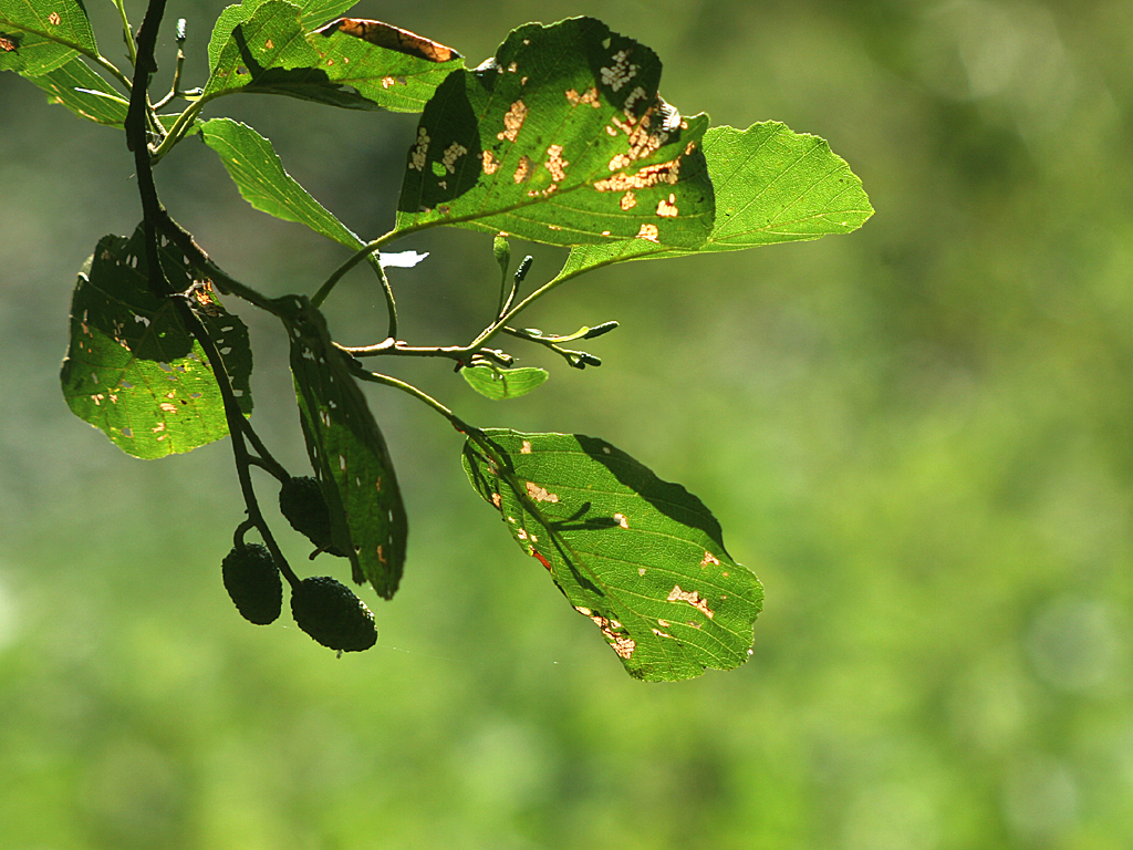 July  24 2006:  <br>  Green