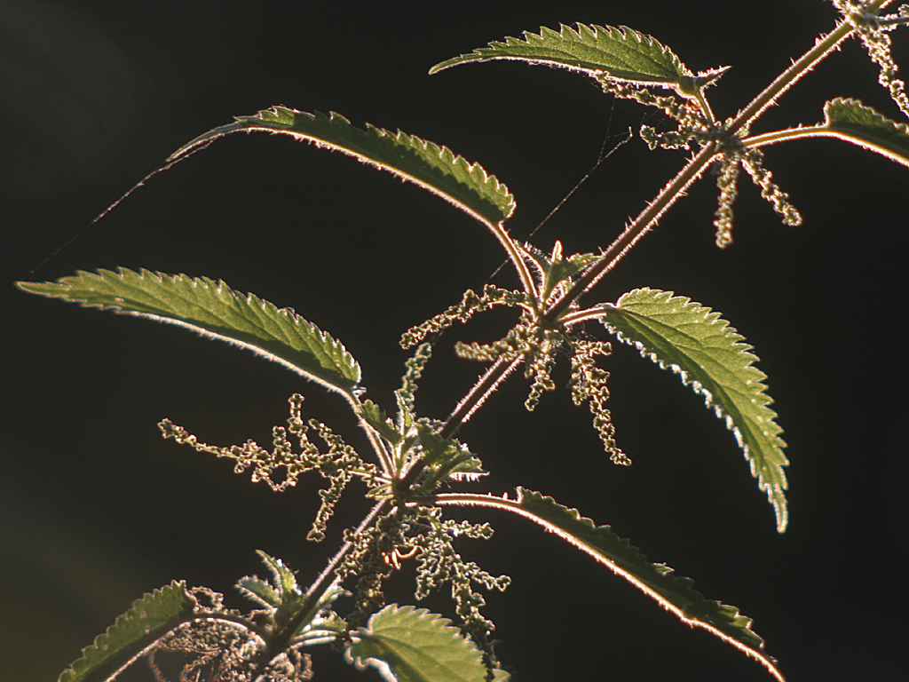 July  25 2006:  <br>  Nettle