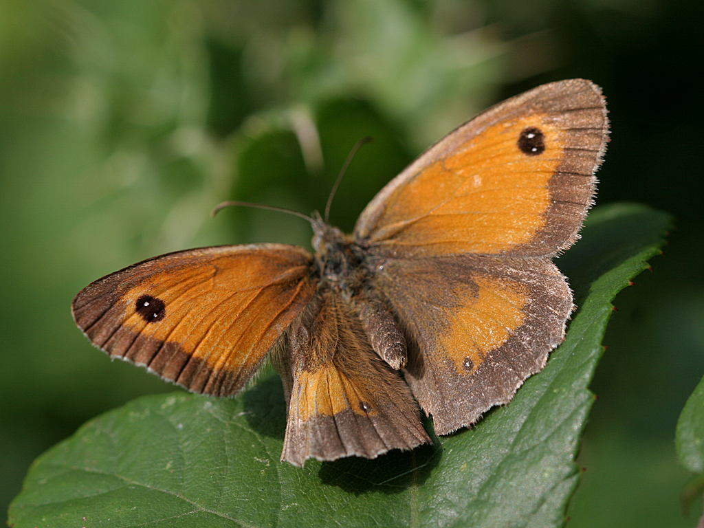 August 4 2006:  <br>  Gatekeeper