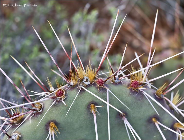 Prickly Pear Buds