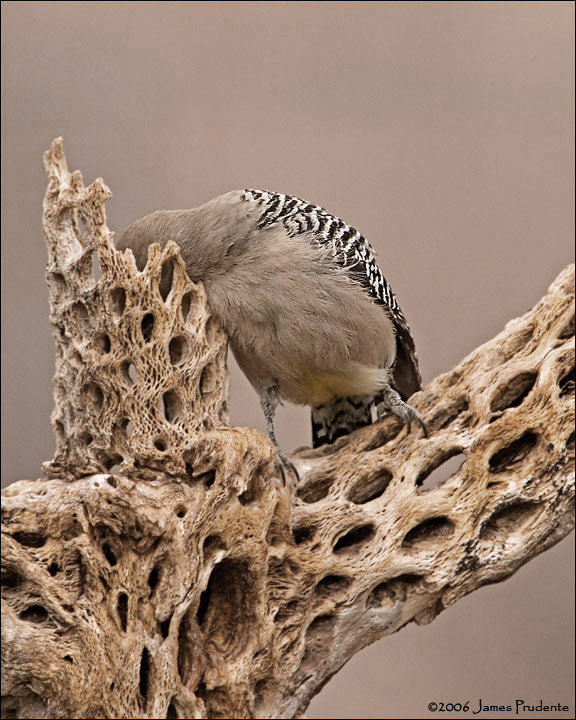 Gila Woodpecker