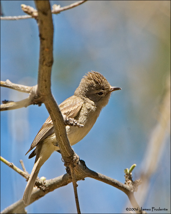 Northern Beardless-Tyrannulet