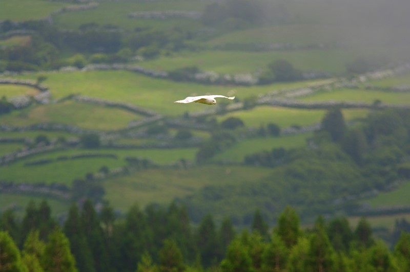 Snowy Owl