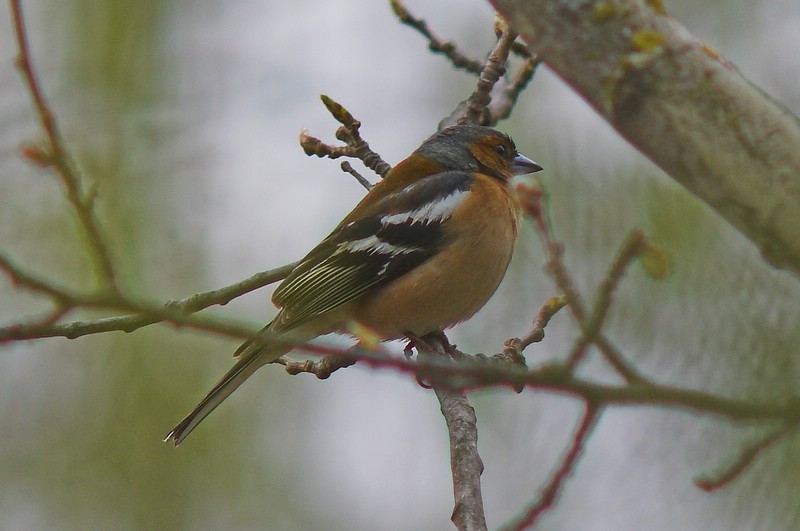 Ziêba (Fringilla coelebs)