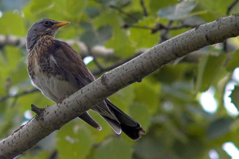 Kwiczo³ (Turdus pilaris)