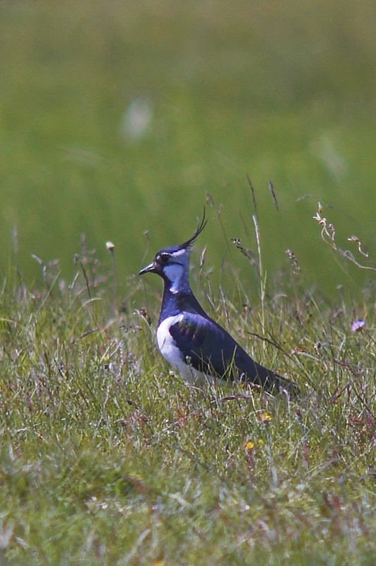 Czajka zwyczajna (Vanellus vanellus)