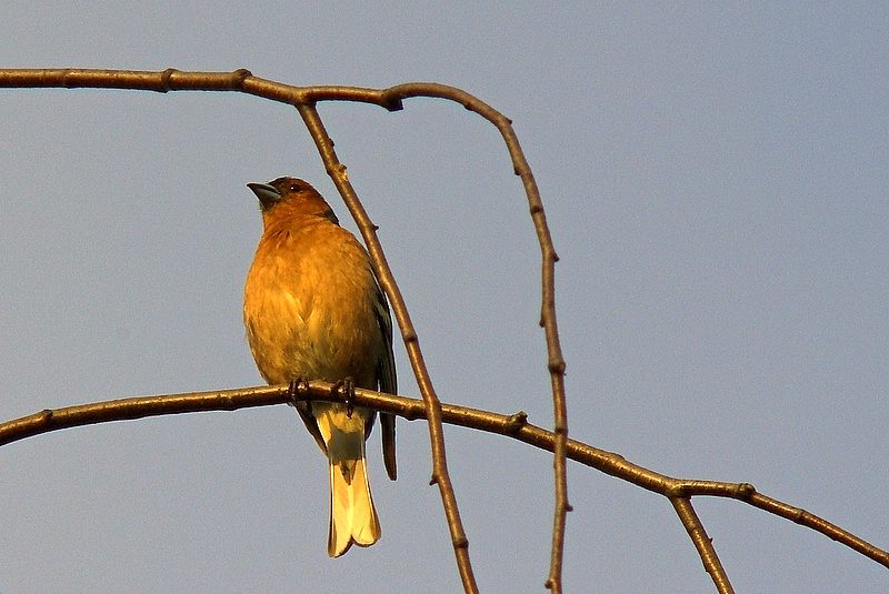 Ziêba (Fringilla coelebs)