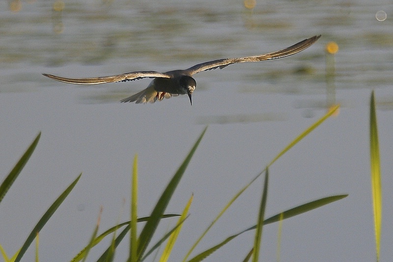 Mewa ma³a (Larus minutus)