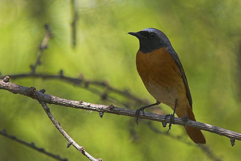 Pleszka (Phoenicurus phoenicurus)