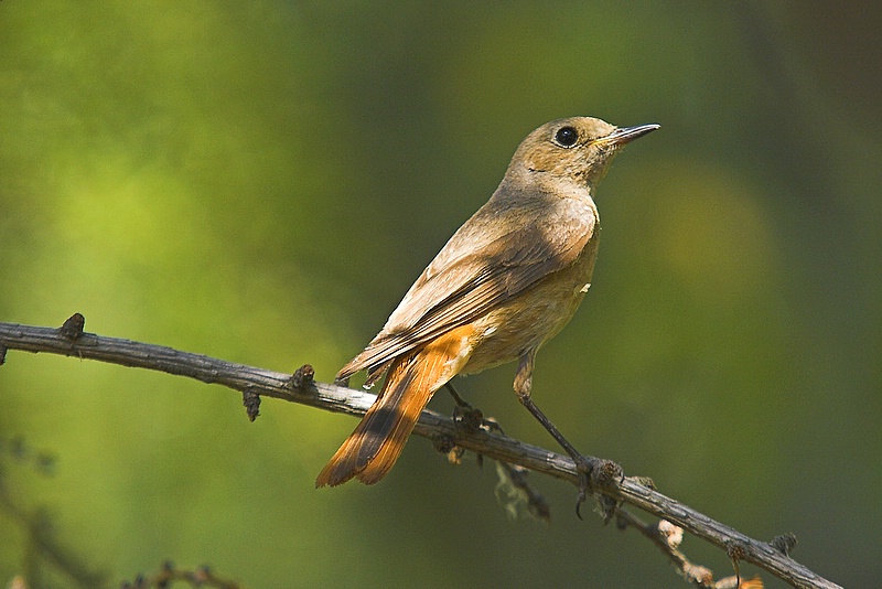 Pleszka (Phoenicurus phoenicurus)