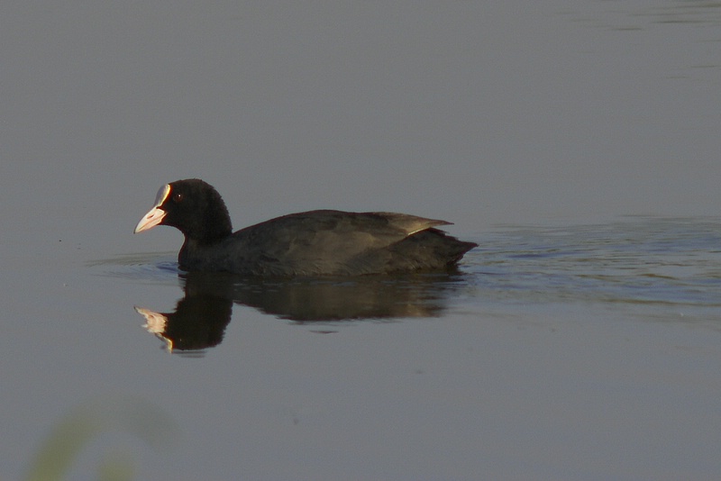 £yska (Fulica atra)