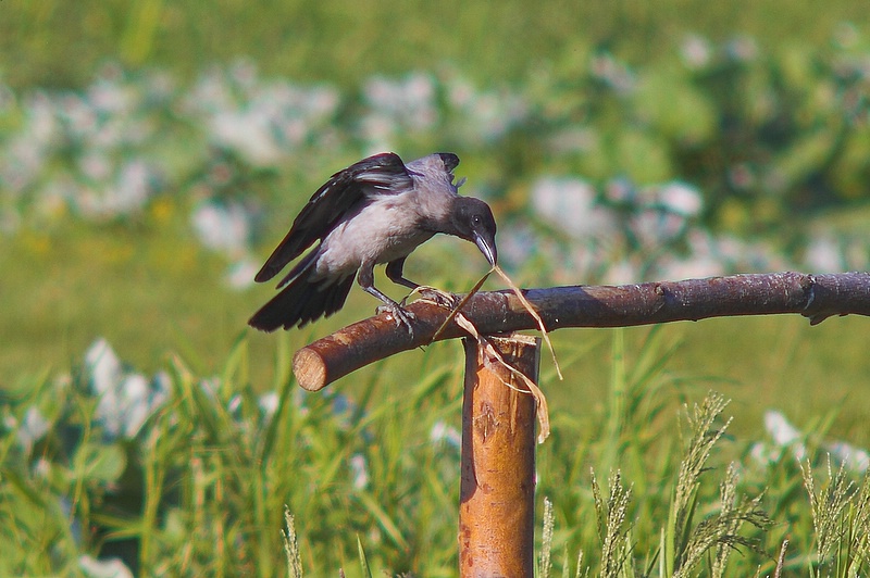 Wrona siwa (Corvus corone cornix)