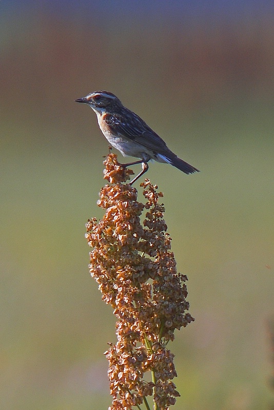 Pokl¹skwa (Saxicola ruberta)