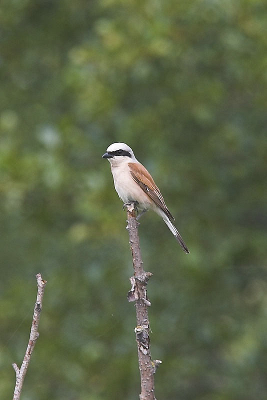 G¹siorek (Lanius collurio) - samiec