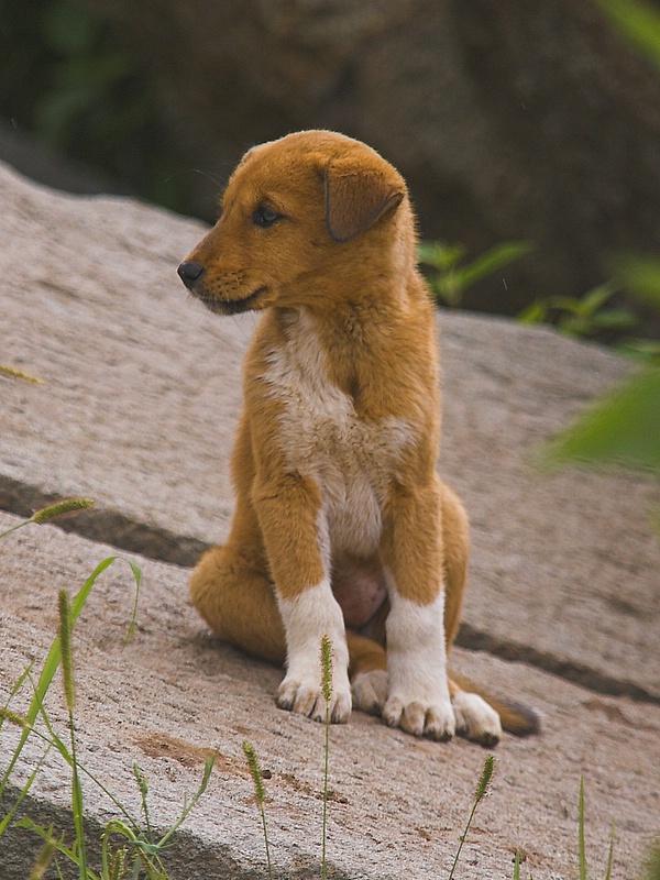 Axum dog on stela