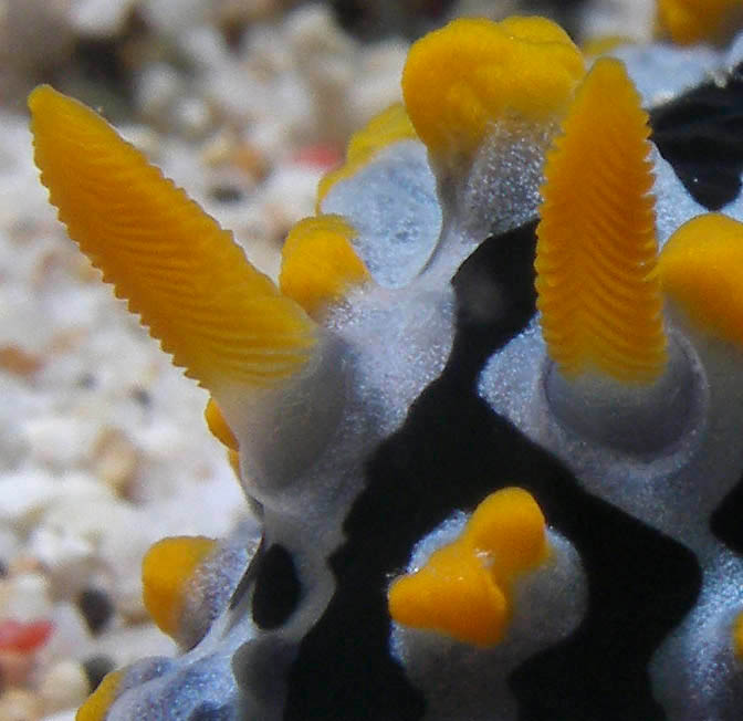 Phyllidia varicosa