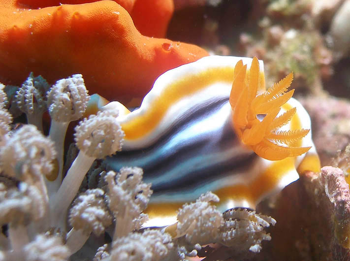 Chromodoris magnifica