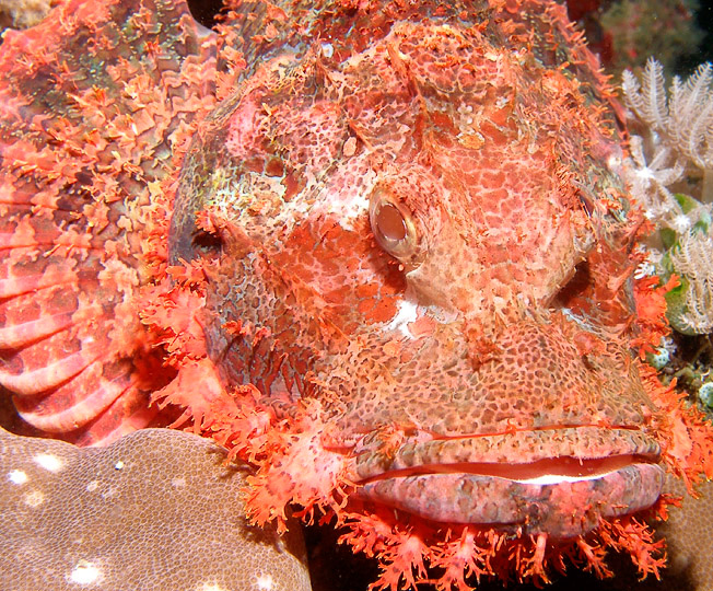 Scorpion Fish