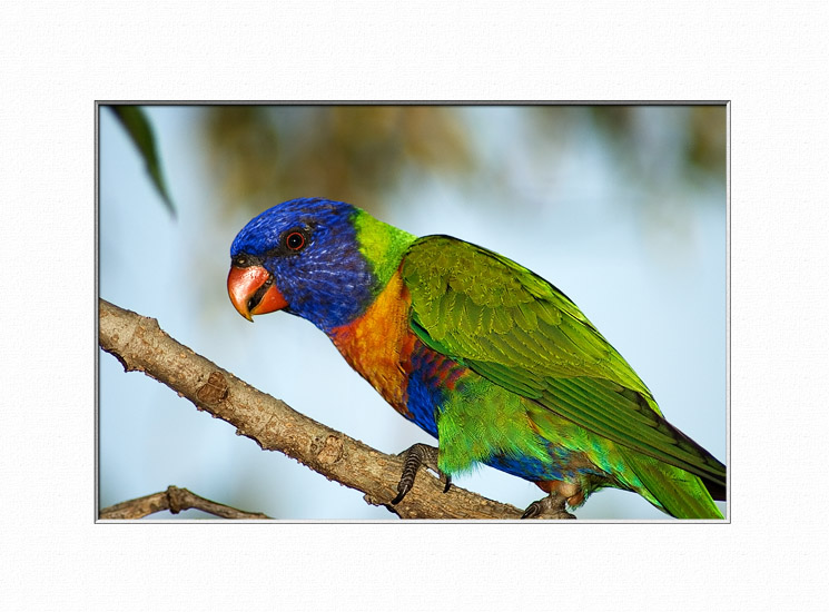 Rainbow Lorikeet (Trichoglossus haematodus)