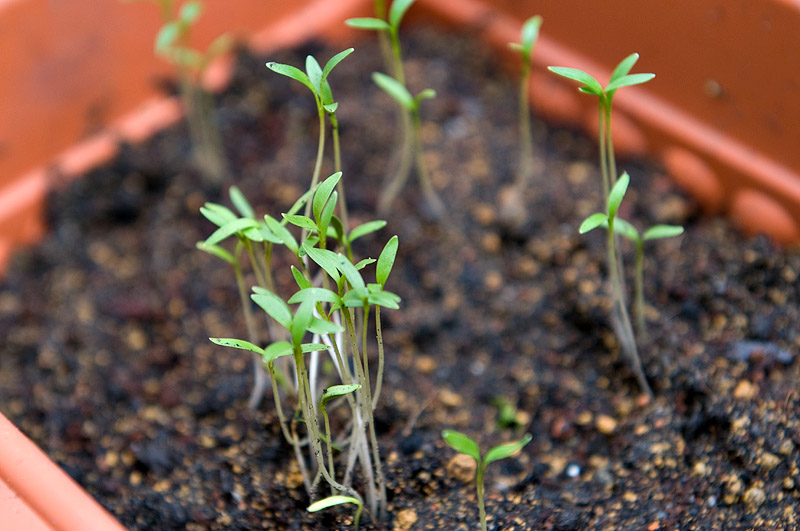 Chinese celery seedlings