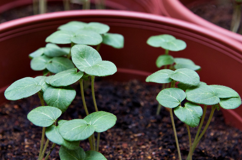 Okra