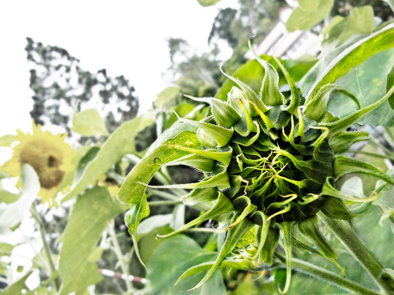 Before Bloom