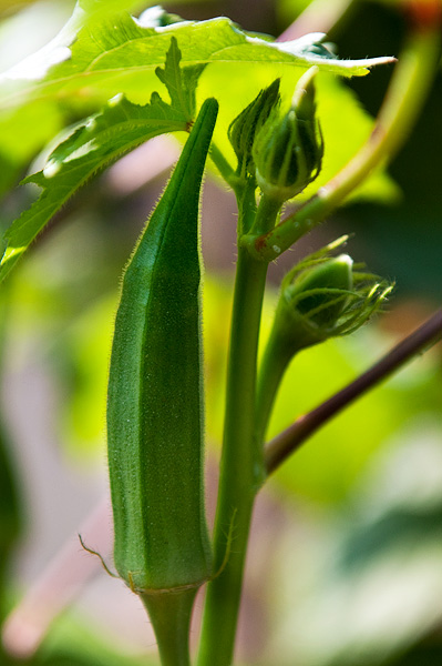 Okra as it is!
